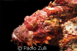 sono brutto ma piaccio by Paolo Zulli 